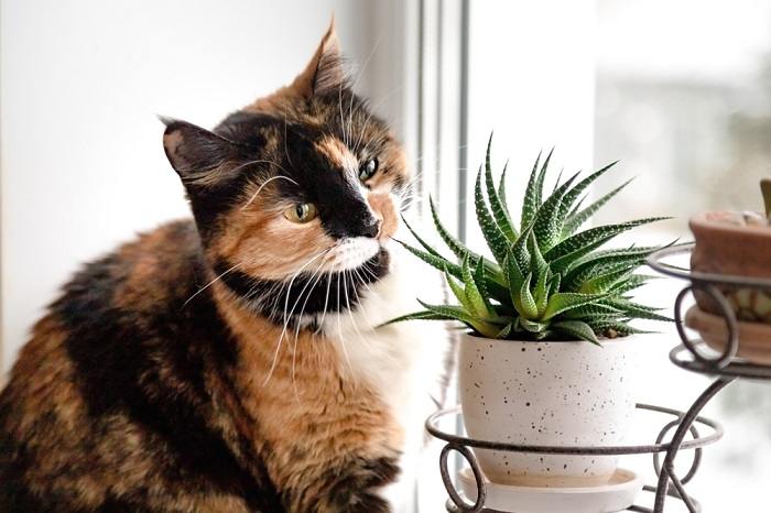 10 maneiras comprovadas de manter os gatos longe das plantas - 09