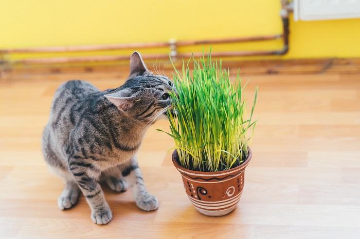 10 maneiras comprovadas de manter os gatos longe das plantas - 10