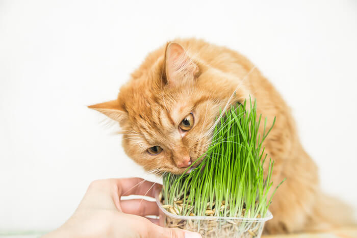 10 maneiras comprovadas de manter os gatos longe das plantas - 11