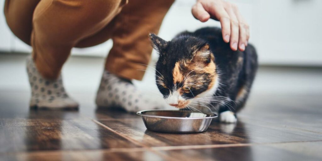 10 maneiras de manter as formigas longe da comida de gato - 12