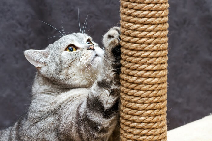 10 maneiras de manter os gatos entretidos em um apartamento pequeno - 04