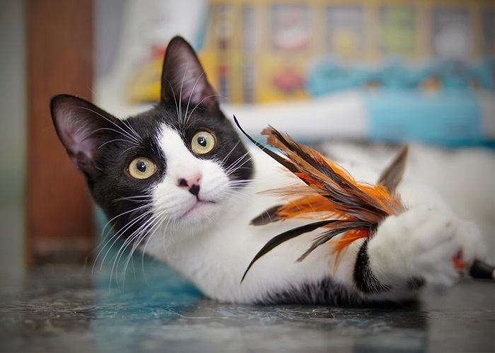 10 maneiras de manter os gatos entretidos em um apartamento pequeno - 05