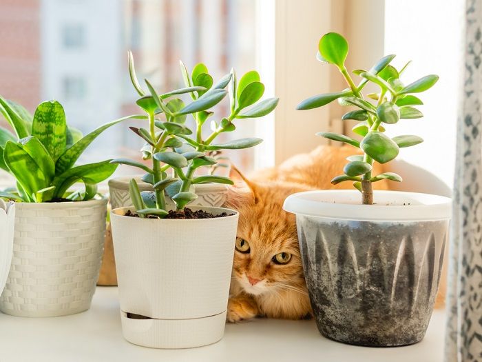 10 maneiras de manter os gatos entretidos em um apartamento pequeno - 09