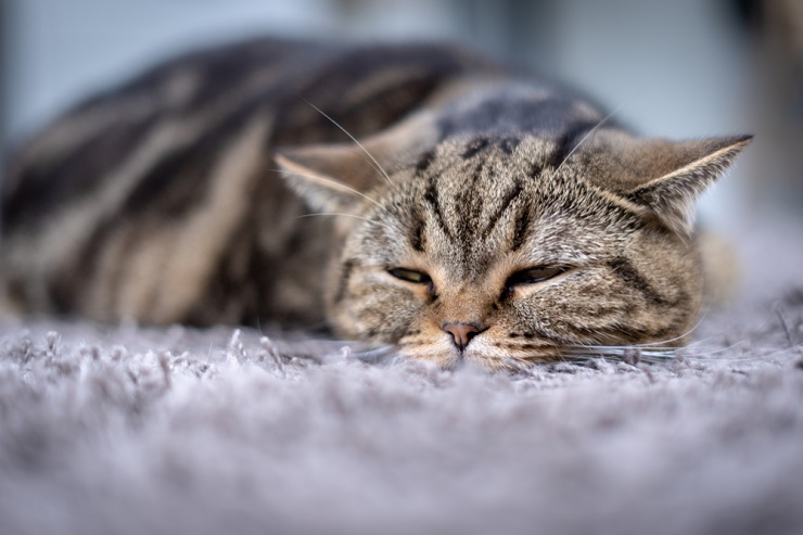 10 maneiras de saber se seu gato está com dor - 05