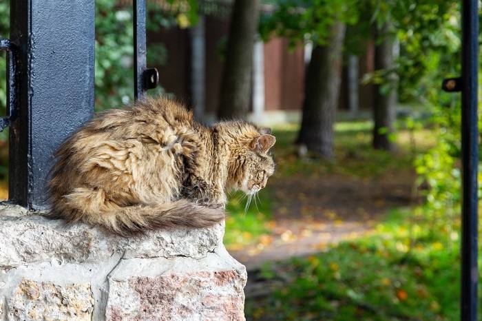 10 maneiras de saber se seu gato está com dor - 08