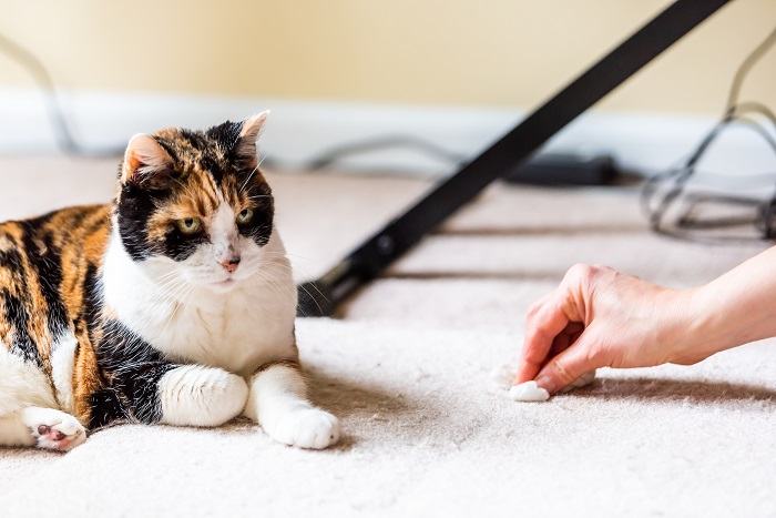 10 maneiras de saber se seu gato está com dor - 10