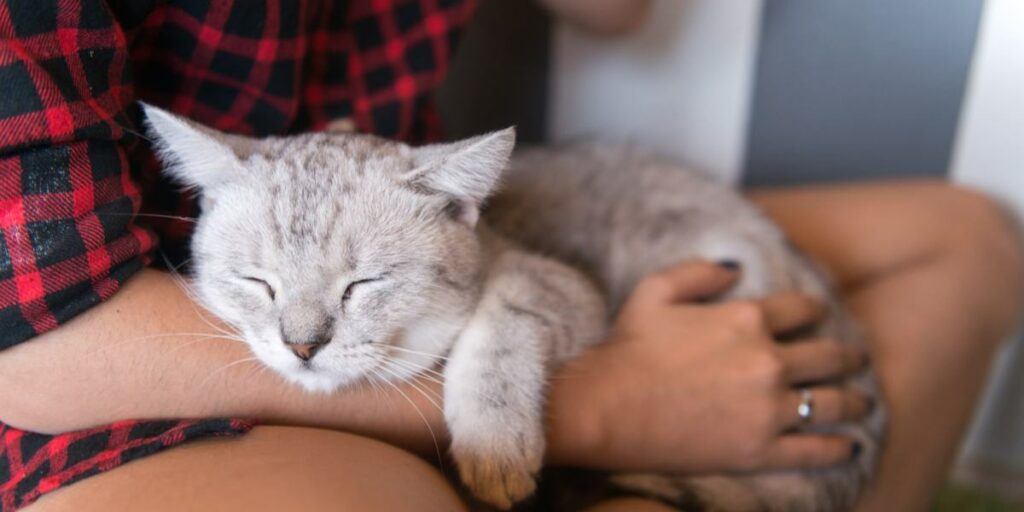 10 maneiras que seu gato está se comunicando com você - 10