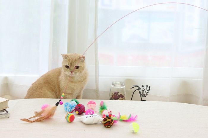 10 razões pelas quais os gatos colocam brinquedos em tigelas de comida ou água - 01