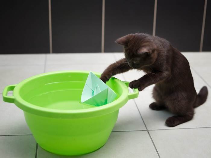 10 razões pelas quais os gatos colocam brinquedos em tigelas de comida ou água - 03