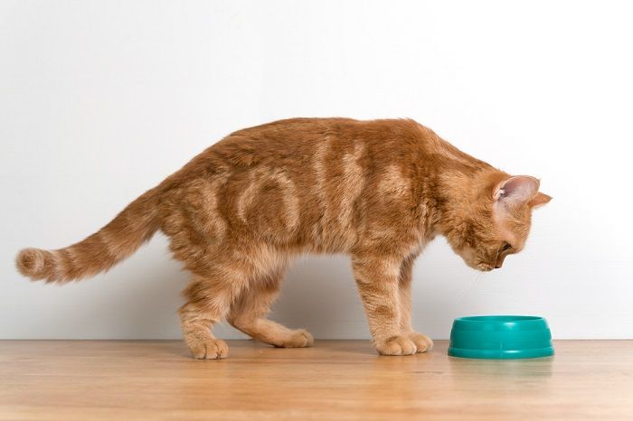 10 razões pelas quais os gatos colocam brinquedos em tigelas de comida ou água - 04