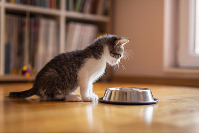 10 razões pelas quais os gatos colocam brinquedos em tigelas de comida ou água - 08