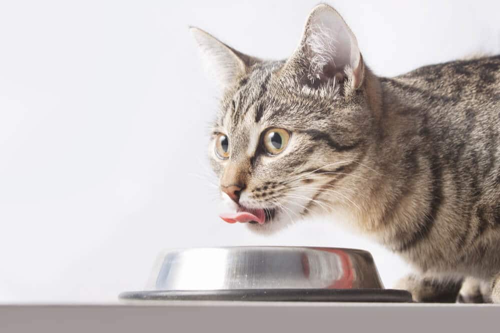 10 razões pelas quais os gatos colocam brinquedos em tigelas de comida ou água - 09