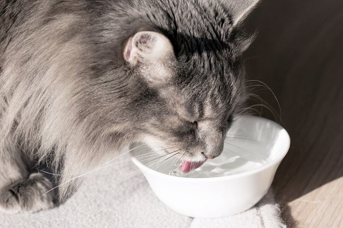 10 razões pelas quais os gatos colocam brinquedos em tigelas de comida ou água - 10