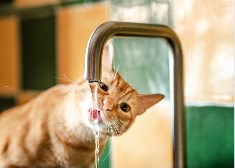 10 razões pelas quais os gatos colocam brinquedos em tigelas de comida ou água - 11