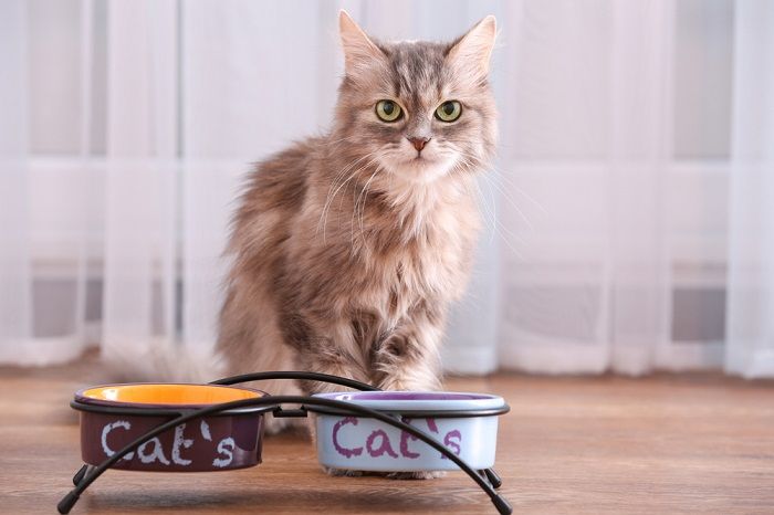 10 razões pelas quais os gatos colocam brinquedos em tigelas de comida ou água - 12