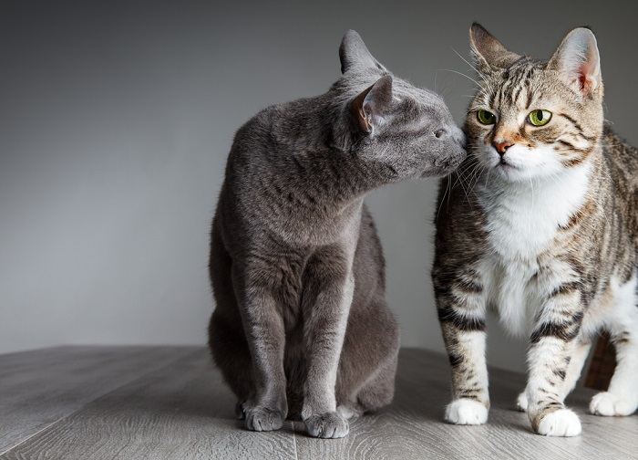 10 sinais de alerta sérios ao apresentar gatos - 01