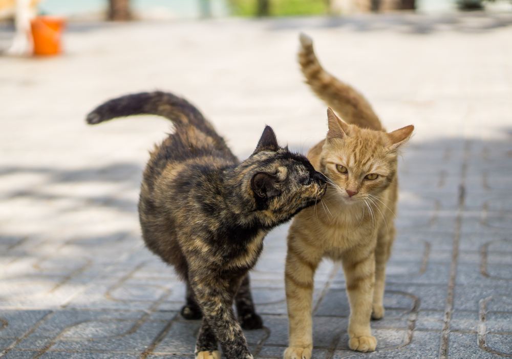 10 sinais de alerta sérios ao apresentar gatos - 02