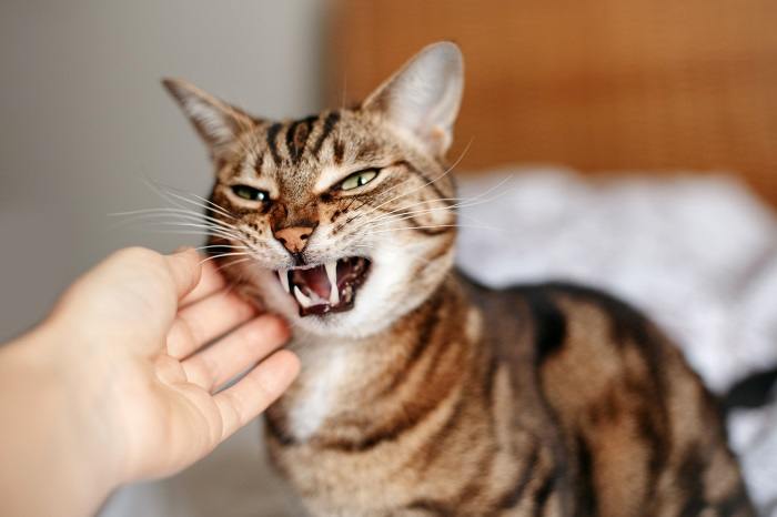 10 sinais de alerta sérios ao apresentar gatos - 07