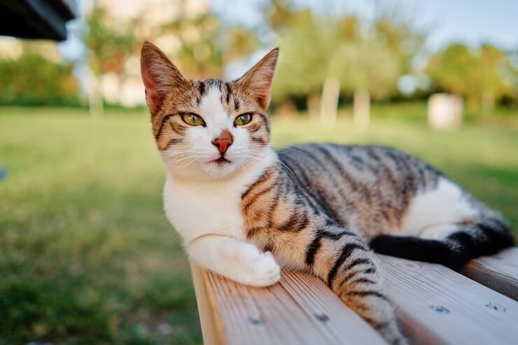 100 nomes adoráveis ​​de gatos chineses - 03