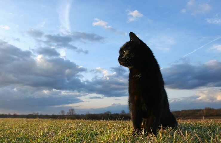 100 nomes adoráveis ​​de gatos chineses - 01