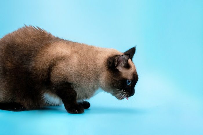 11 sinais claros de que você precisa levar seu gato ao veterinário de emergência - 01