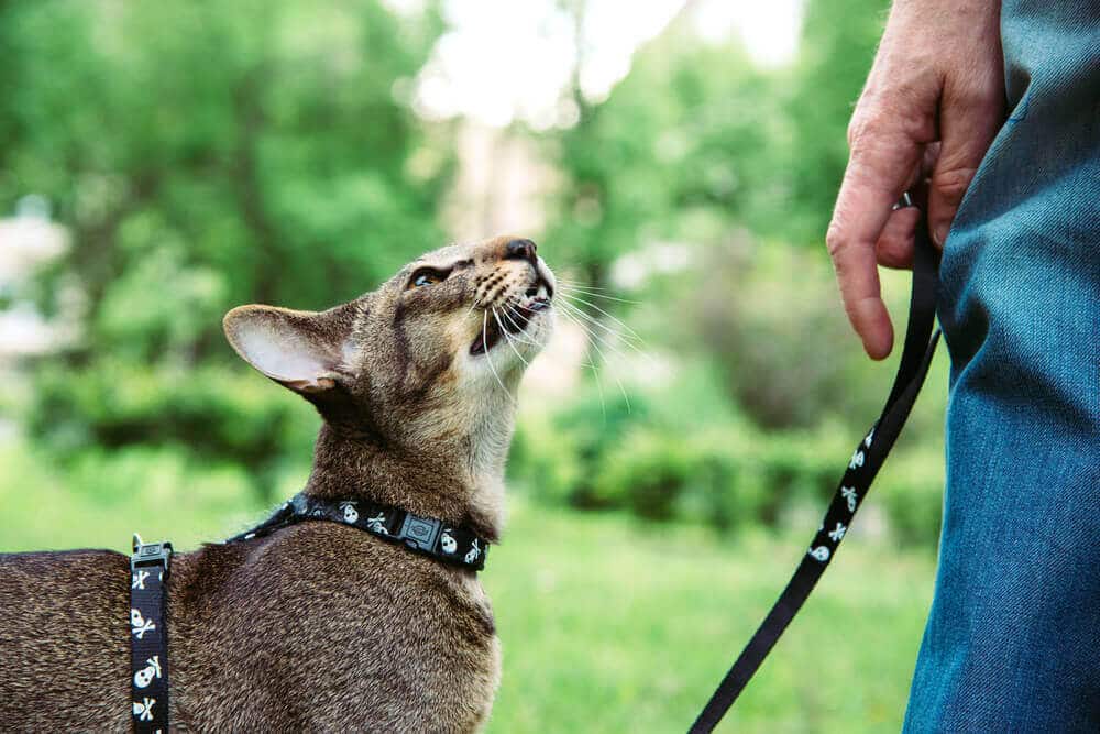 11 sinais claros de que você precisa levar seu gato ao veterinário de emergência - 14