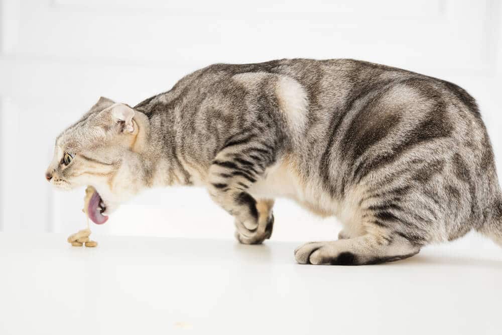 11 sinais claros de que você precisa levar seu gato ao veterinário de emergência - 15