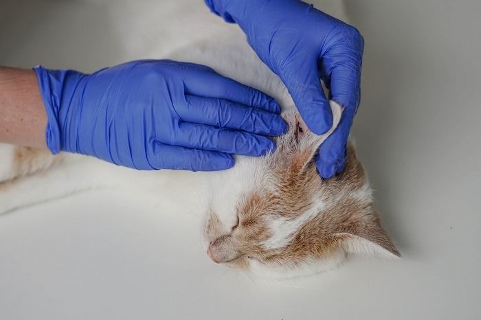 11 sinais claros de que você precisa levar seu gato ao veterinário de emergência - 19