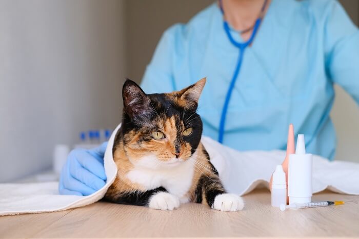 11 sinais claros de que você precisa levar seu gato ao veterinário de emergência - 20