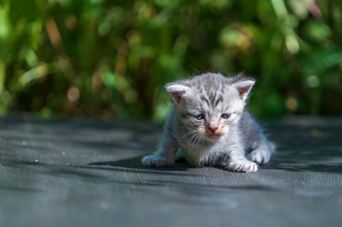 145 melhores nomes de gatos britânicos - 04