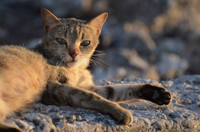 145 melhores nomes de gatos britânicos - 07