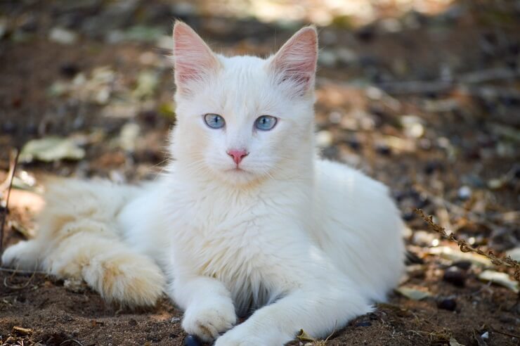 150 melhores idéias de nomes de gatos nativos americanos para seu novo animal de estimação - 06