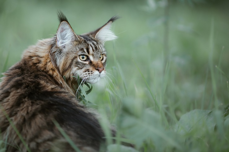 150 melhores idéias de nomes de gatos nativos americanos para seu novo animal de estimação - 07