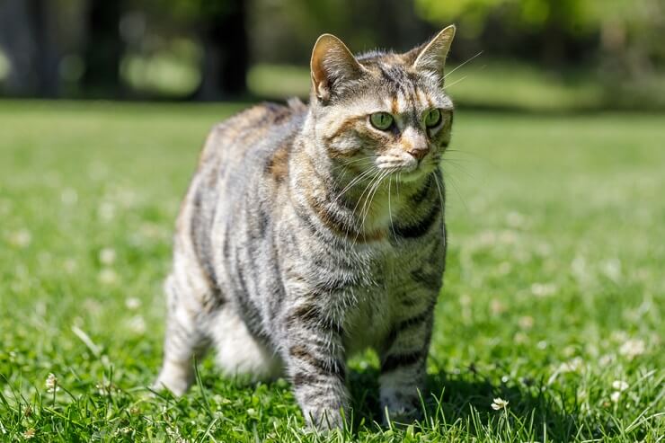 150 melhores idéias de nomes de gatos nativos americanos para seu novo animal de estimação - 08