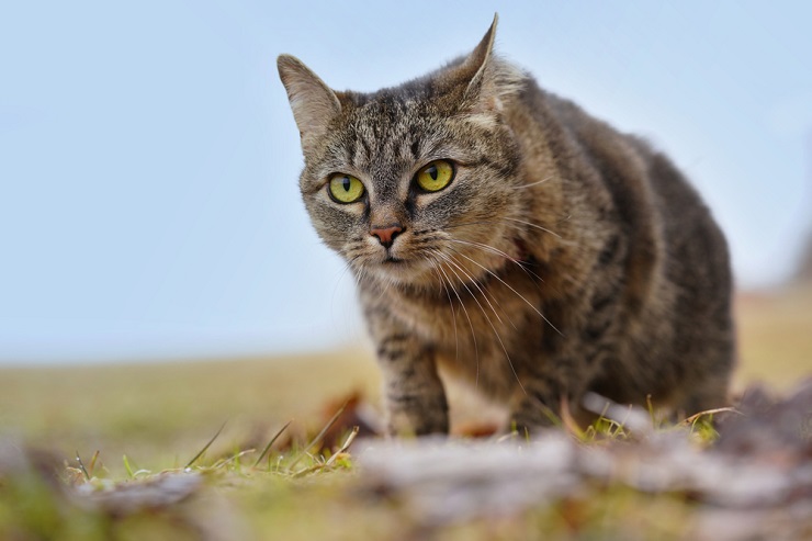 150 melhores nomes de gatos alemães para o seu novo gatinho - 08