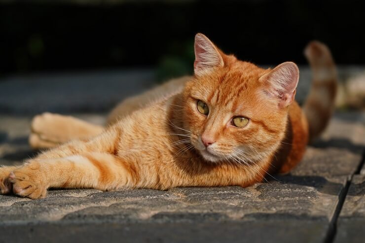 150 melhores nomes de gatos alemães para o seu novo gatinho - 09