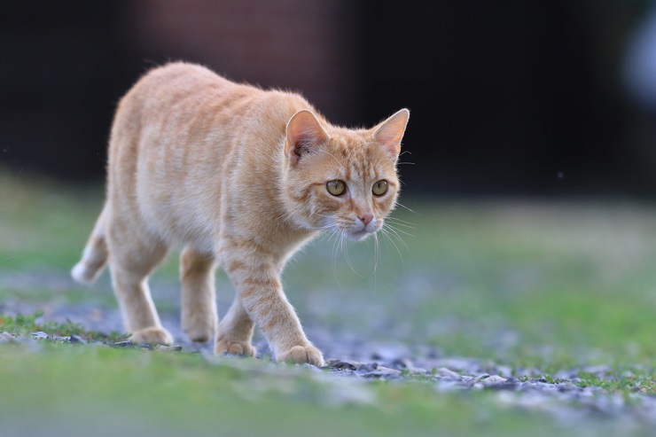 150 melhores nomes de gatos alemães para o seu novo gatinho - 10