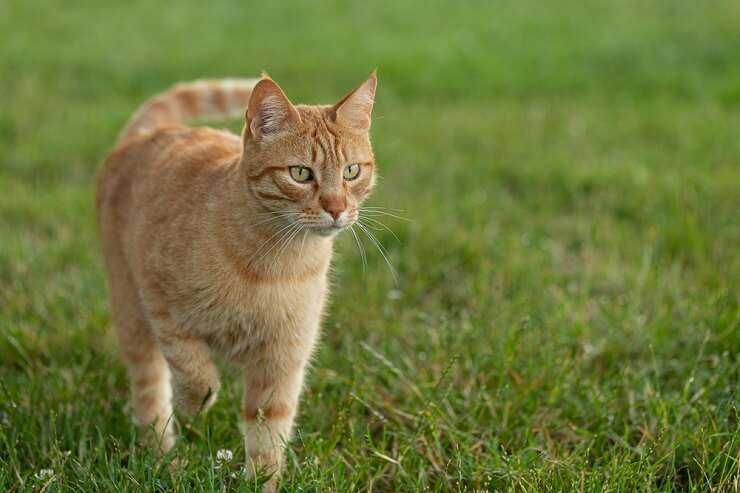 150 melhores nomes de gatos árabes com significados - 01