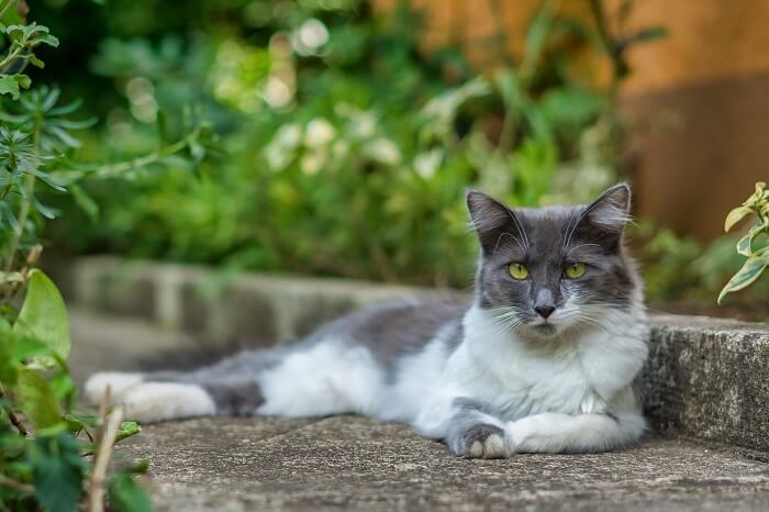 150 melhores nomes de gatos de pelo comprido - 04