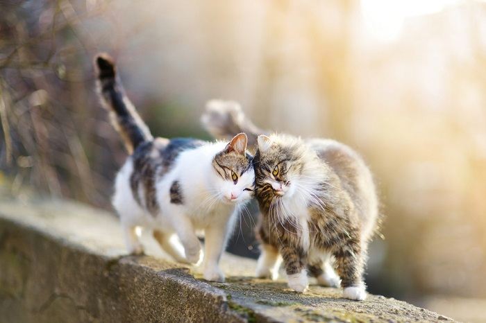 150 melhores nomes de gatos havaianos com significados - 04