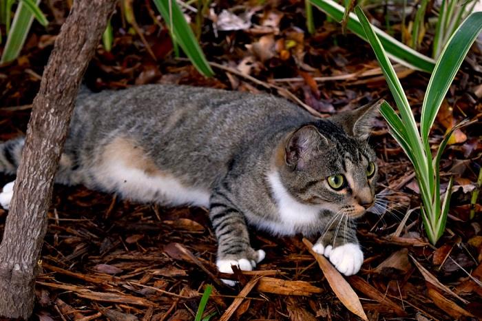 150 melhores nomes de gatos polidáctilos - 01