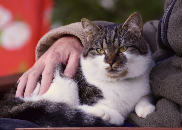 150 melhores nomes de gatos velhos - 01