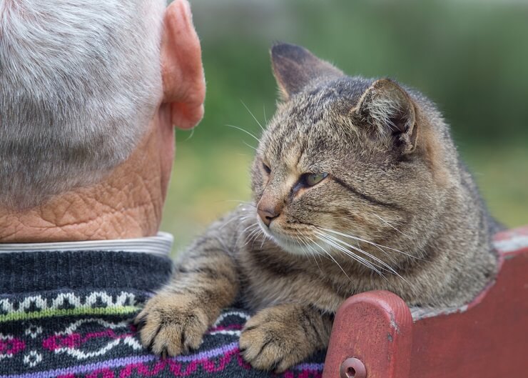 150 melhores nomes de gatos velhos - 03