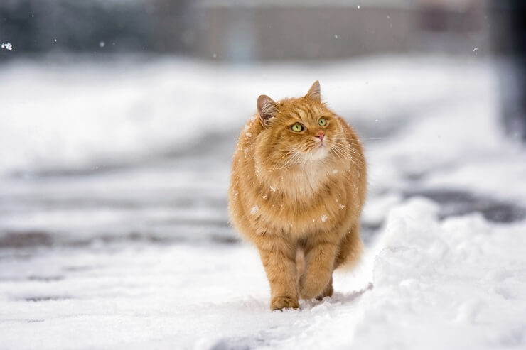 150 melhores nomes de gatos velhos - 04