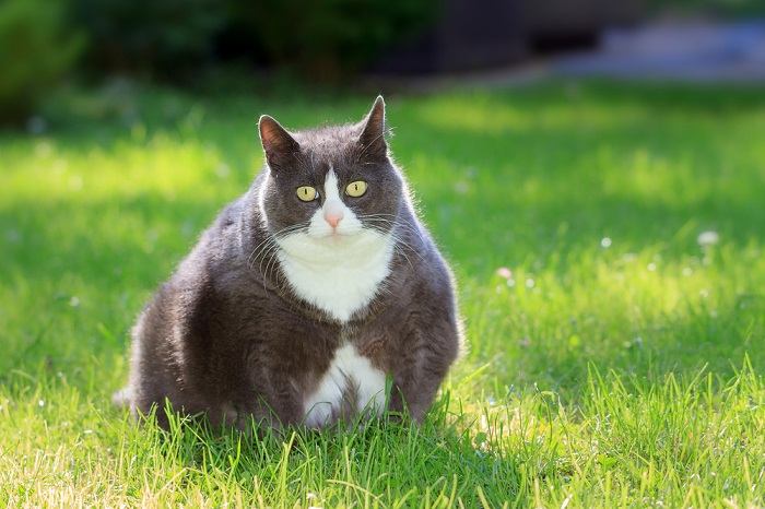 150 nomes adoráveis ​​de gatos gordos para gatos machos e fêmeas - 02