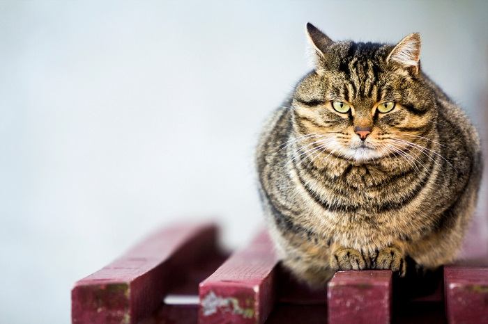 150 nomes adoráveis ​​de gatos gordos para gatos machos e fêmeas - 03