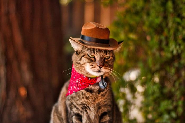 150 nomes de gatos country para seu gato macho e fêmea - 01