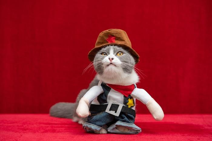 150 nomes de gatos country para seu gato macho e fêmea - 03