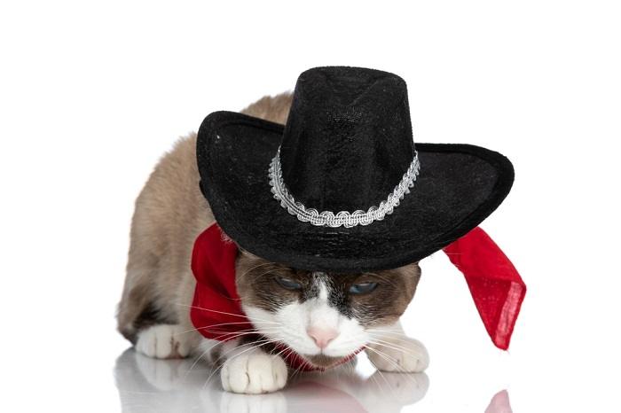 150 nomes de gatos country para seu gato macho e fêmea - 04