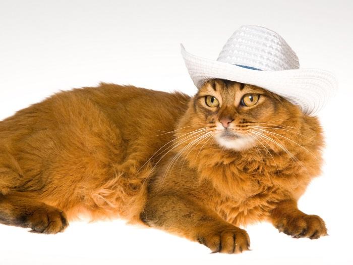 150 nomes de gatos country para seu gato macho e fêmea - 05